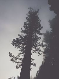 Low angle view of trees