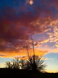 Silhouette of trees at sunset