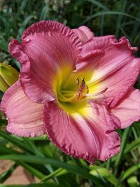 Close-up of pink day lily blooming outdoors