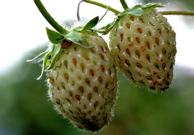 Close-up of prickly pear cactus