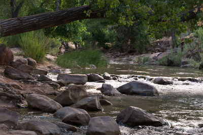 River flowing through forest