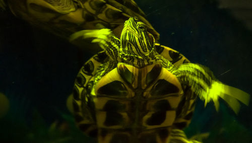 Close-up of turtle on leaf at night