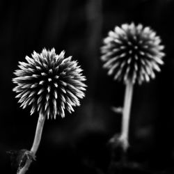 Close-up of dandelion flower against black background