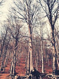 Bare trees in forest during winter