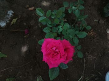 Close-up of pink rose