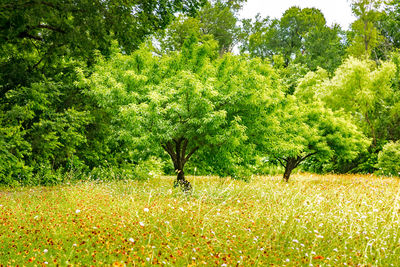 Trees growing in field