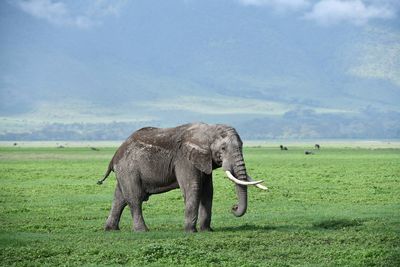 Elephant in a field