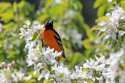 Close-up of bird by flowers