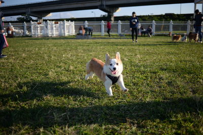 Portrait of dog on grass