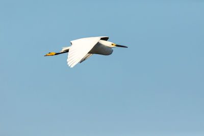 Great white egret ardea alba bird flying across a blue sky in sarasota, florida