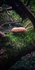 Close-up of mushroom growing on tree trunk