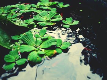 Close-up of water lily in lake