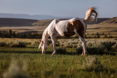 Horse on field