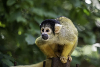 Close-up of monkey looking away