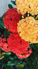 Close-up of red flowers blooming outdoors