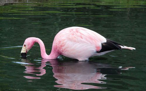 View of a flamingo drinking water