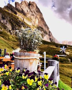 Flowering plants by rocks against sky