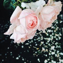 Close-up of pink rose