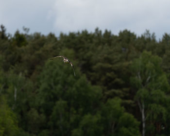 View of bird flying in the sky