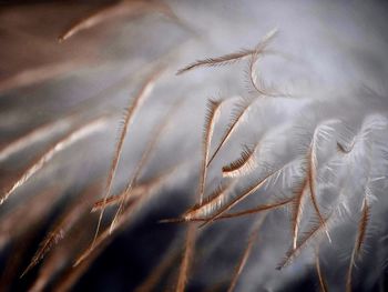 Close-up of dandelion on plant against sky