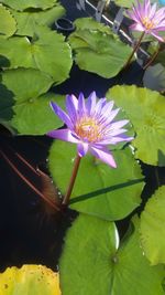 Close-up of lotus water lily