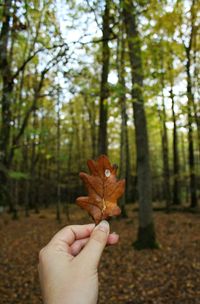 Person holding maple leaf in forest