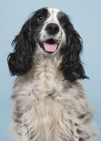 Close-up portrait of a dog