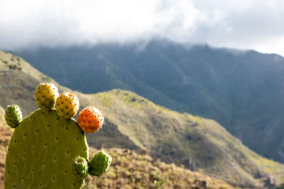 Close up shot of prickly pear with mountain background