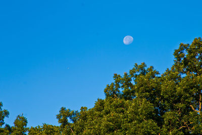 Low angle view of trees against clear blue sky