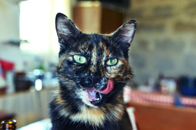 Close-up portrait of a cat