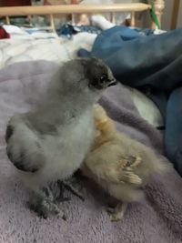 Close-up of a bird on bed