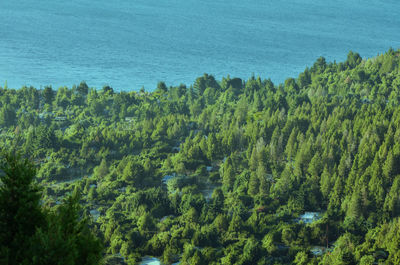 Scenic view of trees against sky