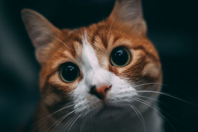 Close-up portrait of cat