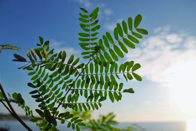 Low angle view of leaves against sky