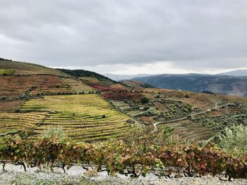 Scenic view of vineyards in douro region against sky