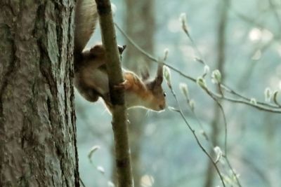 Low angle view of horse on tree