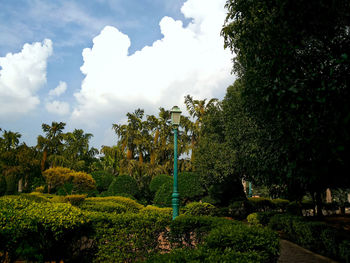Trees against cloudy sky