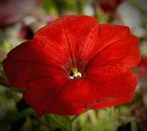 Close-up of red flowering plant