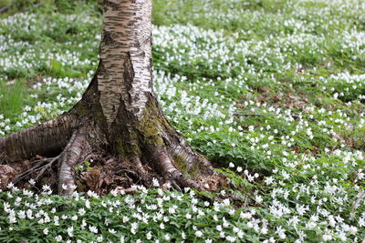 Close-up of tree trunk