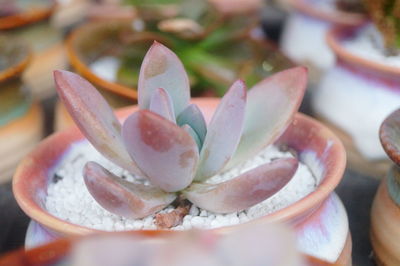 Close-up of succulent plant