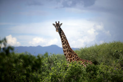 View of giraffe on land against sky