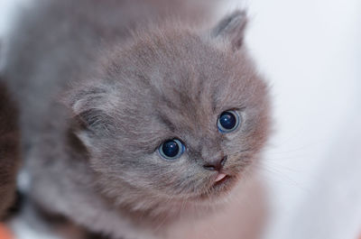 Close-up of kitten