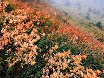 High angle view of flowers growing in field