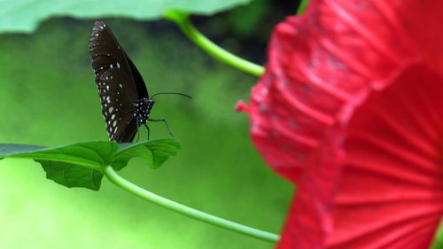 Close-up of butterfly on plant