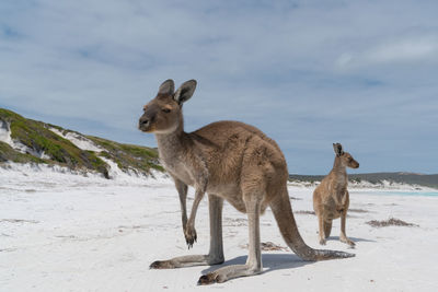 Kangaroos on the white beach of lucky bay, cape le grand national park, western australia