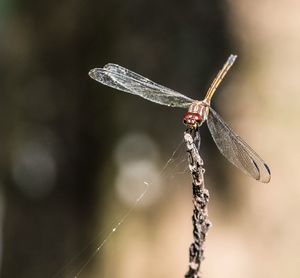 Close-up of dragonfly on plant