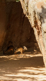 Donkey on rock safari 