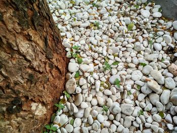 Close-up of pebbles