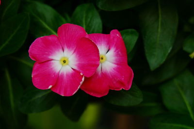 Close-up of pink flowering plant