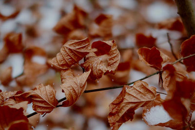 Close-up of autumn leaves on tree